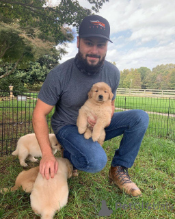 Photo №1. golden retriever - à vendre en ville de pontage | 580€ | Annonce №174995