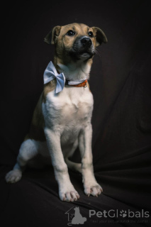 Photo №3. Alba cherche une maison et une famille aimante!. Fédération de Russie