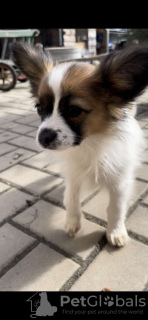 Photo №1. papillon - à vendre en ville de Prague | 450€ | Annonce №64768