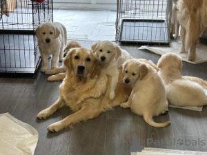 Photo №1. golden retriever - à vendre en ville de État du Mississippi | 969€ | Annonce №160265
