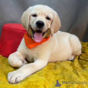 Photo №2 de l'annonce № 173204 de la vente labrador retriever - acheter à Allemagne annonce privée