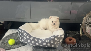 Photo №4. Je vais vendre spitz nain en ville de Kazan.  - prix - 6€