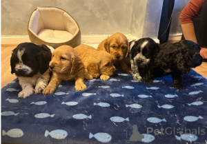 Photo №1. cocker américain - à vendre en ville de Budapest | 450€ | Annonce №171439