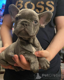 Photos supplémentaires: Chiots bouledogue français. ils ont 12 semaines,