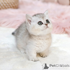 Photo №2 de l'annonce № 151827 de la vente munchkin - acheter à USA éleveur