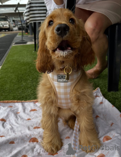 Photo №3. Douce comme le soleil et douce comme un câlin, Daisy illumine tous les cœurs. Islande