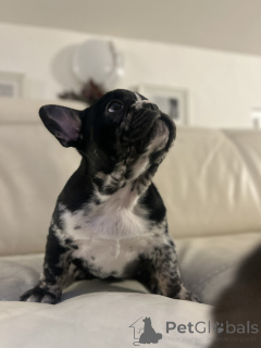 Photo №4. Je vais vendre bouledogue en ville de Innsbruck. annonce privée - prix - négocié