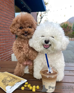 Photo №4. Je vais vendre caniche (jouet) en ville de Porto. éleveur - prix - négocié