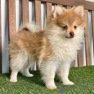 Photo №1. spitz nain - à vendre en ville de Berlin | 531€ | Annonce №135999