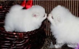 Photo №1. spitz nain - à vendre en ville de Bratislava | négocié | Annonce №161810