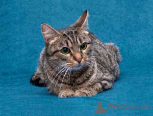 Photo №4. Je vais vendre  en ville de Moskova. annonce privée - prix - Gratuit