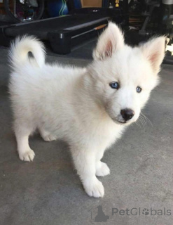Photo №3. Quelqu'un recherche-t-il une femelle husky blanche à sauver et à adopter ?. Norvège
