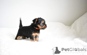 Photo №2 de l'annonce № 141020 de la vente yorkshire terrier - acheter à Espagne annonce privée