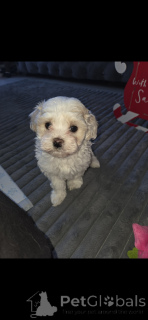 Photo №4. Je vais vendre maltipu en ville de Tennessee City. annonce privée - prix - négocié