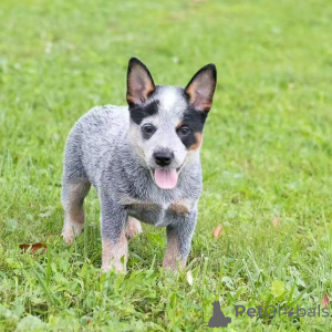 Photo №3. Chiots australiens de bétail (chiots de talons) disponibles maintenant. USA