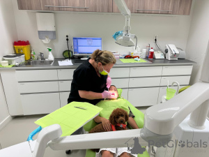 Photo №3. Chiots de caniche jouet / nain exclusifs Ligneage premium, réservation de 2. Belgique