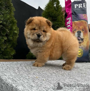 Photo №3. Chiots Chow-Chow. Serbie