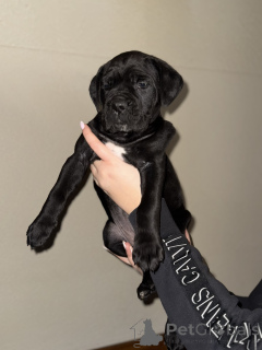 Photo №2 de l'annonce № 163562 de la vente cane corso - acheter à Serbie éleveur