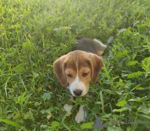 Photo №2 de l'annonce № 20978 de la vente beagle - acheter à Slovaquie annonce privée