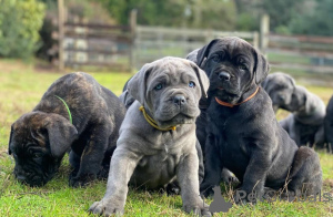 Photo №1. cane corso - à vendre en ville de Helsinki | négocié | Annonce №174022