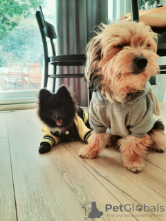 Photo №4. Je vais vendre spitz nain en ville de Стамбул. annonce privée - prix - 284€