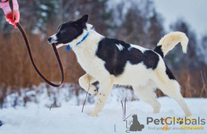 Photo №2 de l'annonce № 8306 de la vente chien bâtard - acheter à Fédération de Russie de l'abri