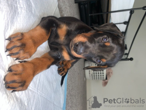 Photo №2 de l'annonce № 36086 de la vente dobermann - acheter à Lituanie annonce privée