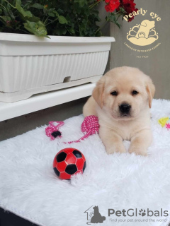 Photos supplémentaires: Chiots labrador retriever