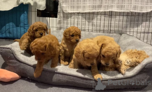 Photo №1. golden retriever - à vendre en ville de Alice Springs | 436€ | Annonce №151110