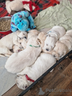 Photo №3. Chiots Golden Retriever. La Grande-Bretagne