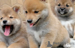 Photo №1. shiba - à vendre en ville de Berlin | négocié | Annonce №101608