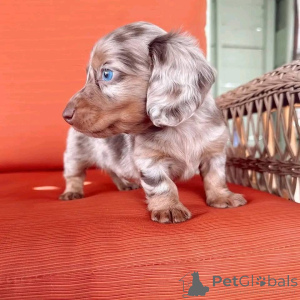 Photo №1.  - à vendre en ville de Arizona | 678€ | Annonce №161309