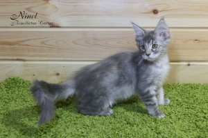 Photos supplémentaires: Maine Coon chaton fille