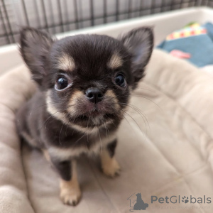 Photo №4. Je vais vendre chihuahua en ville de Helsinki. annonce privée, de l'abri - prix - 500€