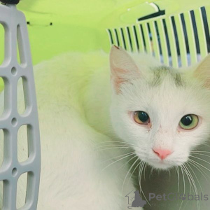 Photo №3. La jeune princesse blanche à neige aux yeux multi-colorants cherche une maison. Biélorussie