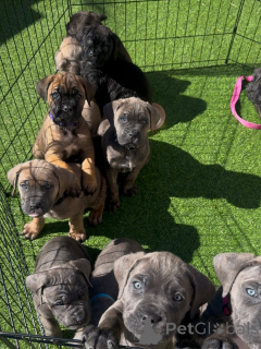 Photo №3. Chiots Cane Corso puissants et intelligents, le protecteur ultime de la famille. Pologne
