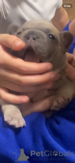 Photo №3. Chiots bouledogue français de haute qualité. USA