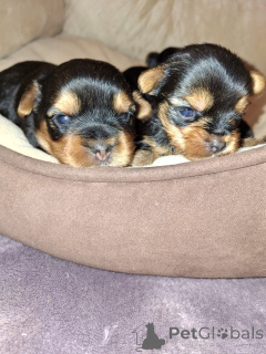 Photo №3. Täysiveriset yorkshirenterrierin pennut. La finlande