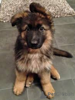 Photo №2 de l'annonce № 163843 de la vente berger allemand - acheter à L'Autriche annonce privée, éleveur