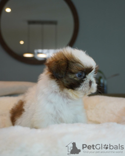 Photo №3. CHIOT SHIH TZU À VENDRE. USA