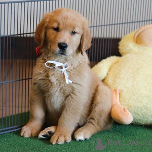 Photo №1. golden retriever - à vendre en ville de Aarhus | 350€ | Annonce №151550