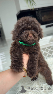 Photo №1. caniche (jouet) - à vendre en ville de Bettambur | négocié | Annonce №168720