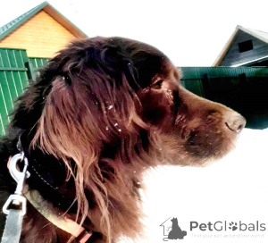 Photo №4. Je vais vendre chien bâtard en ville de Rivière moscou. annonce privée - prix - Gratuit