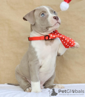 Photo №2 de l'annonce № 127837 de la vente american bully - acheter à Serbie éleveur
