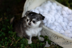 Photo №3. Ligne Chihuahua huski Thai.. Pologne