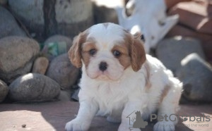 Photo №1. cavalier king charles spaniel - à vendre en ville de Nuremberg | 150€ | Annonce №130550