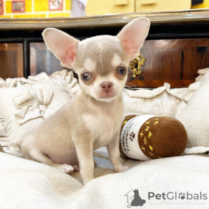 Photo №2 de l'annonce № 177768 de la vente chihuahua - acheter à Pays Bas annonce privée