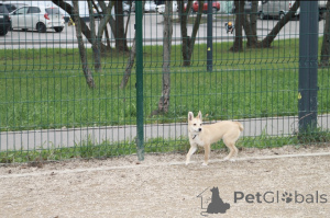 Photo №4. Je vais vendre chien bâtard en ville de Rivière moscou. annonce privée - prix - Gratuit