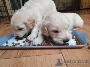 Photo №3. Chiots Golden Retriever Champion Bloodline à vendre. Allemagne