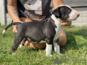 Photo №4. Je vais vendre bull terrier en ville de Leszno. éleveur - prix - négocié